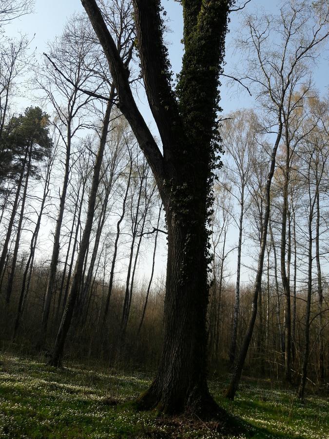 Лазурний Берег Pulemets Eksteriør bilde