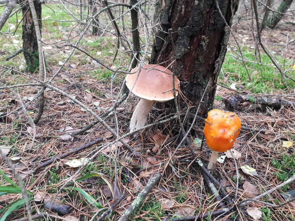 Лазурний Берег Pulemets Eksteriør bilde